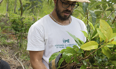 52,250 trees planted