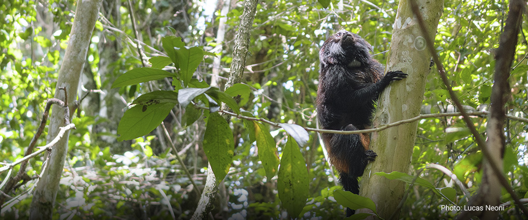 BLACK LION TAMARIN CONSERVATION PROGRAM