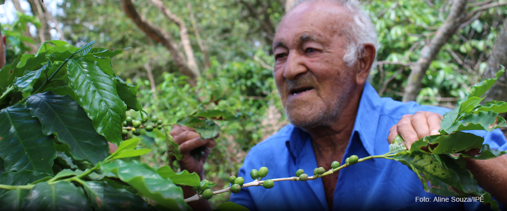 CAFÉ AGROFLORESTAL