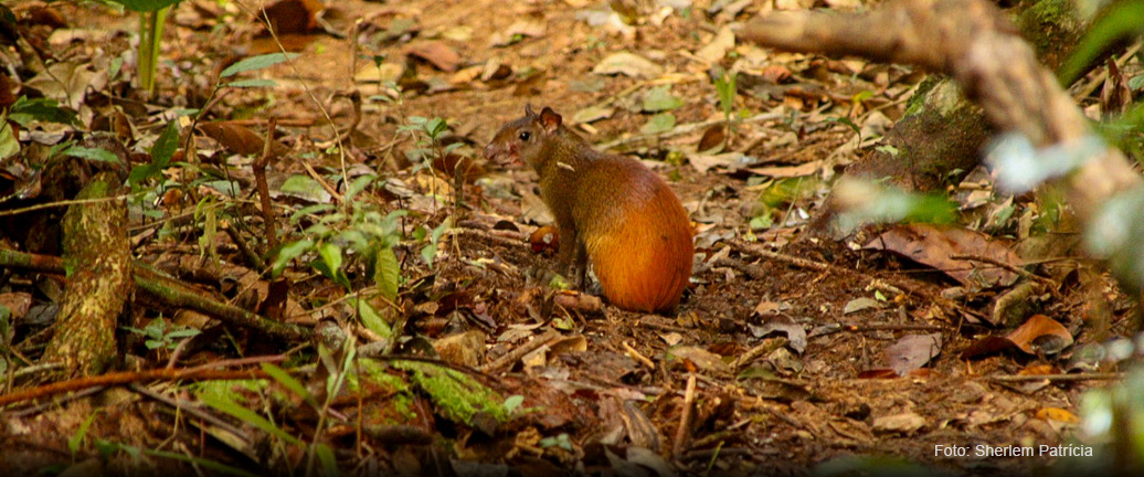 MONITORAMENTO DA BIODIVERSIDADE EM ÁREA PROTEGIDA COM CONCESSÃO FLORESTAL
