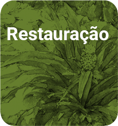 RESTAURAÇÃO