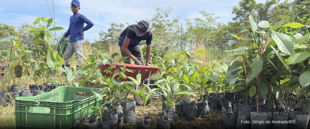 REFLORA - RECUPERAÇÃO ECOLÓGICA E IMPLANTAÇÃO DE SISTEMAS AGROFLORESTAIS MULTIFUNCIONAIS